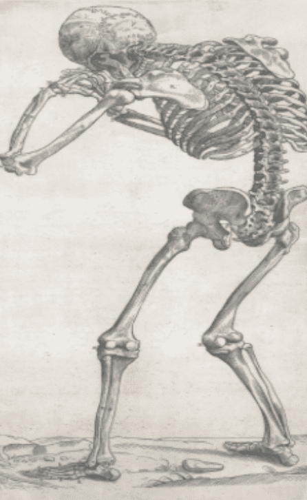 Human Skeleton