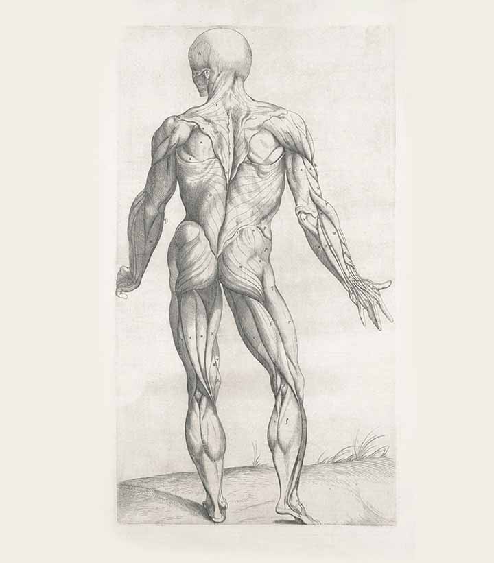 Anatomical view of human muscles