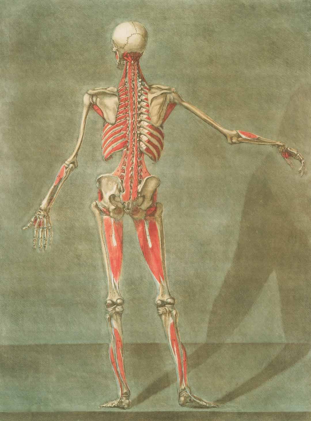 Full human skeleton illustration